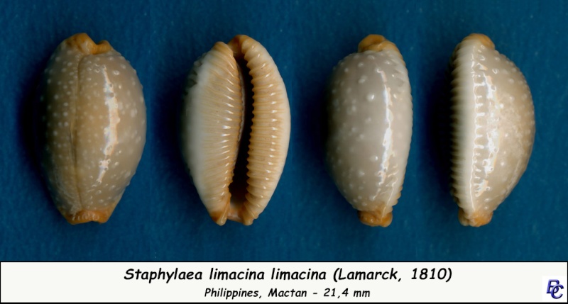 Staphylaea limacina (Lamarck, 1810) Limaci13