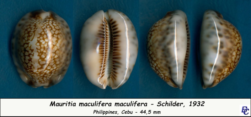 Mauritia maculifera maculifera - Schilder, 1932 Maculi13