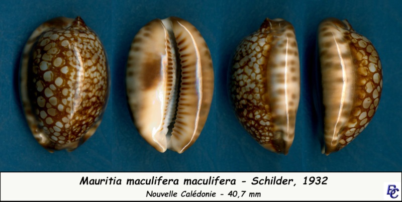 Mauritia maculifera maculifera - Schilder, 1932 Maculi14
