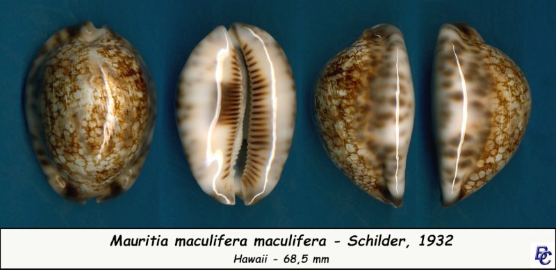 Mauritia maculifera maculifera F. A. Schilder, 1932 Maculi15
