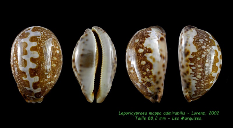 Leporicypraea mappa admirabilis Lorenz, 2002  - Page 5 Mappa_18
