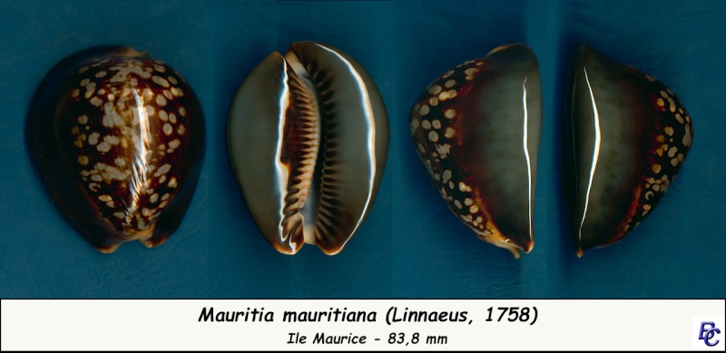 Mauritia mauritiana - (Linnaeus, 1758) - Page 6 Maurit17