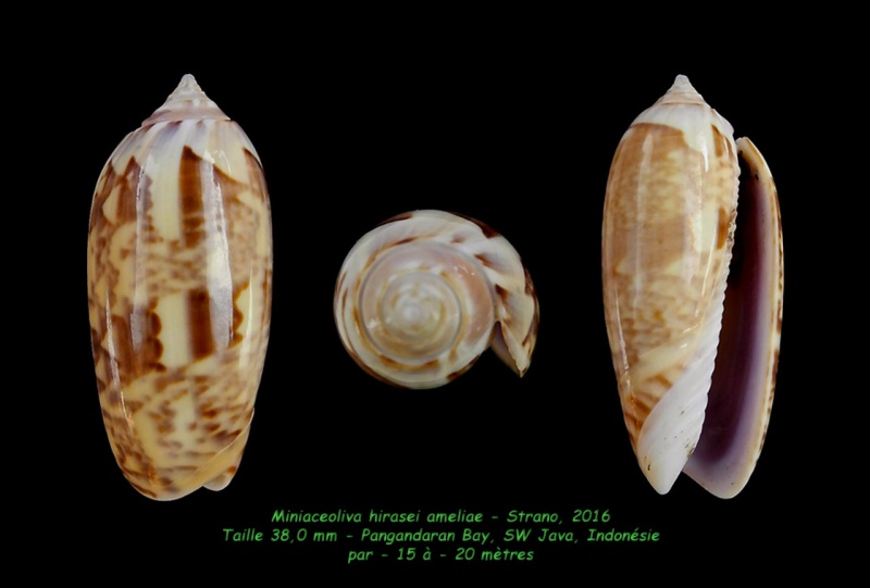 Miniaceoliva hirasei ameliae Strano, 2016 - Worms = Oliva hirasei ameliae Strano, 2016 Miniac10