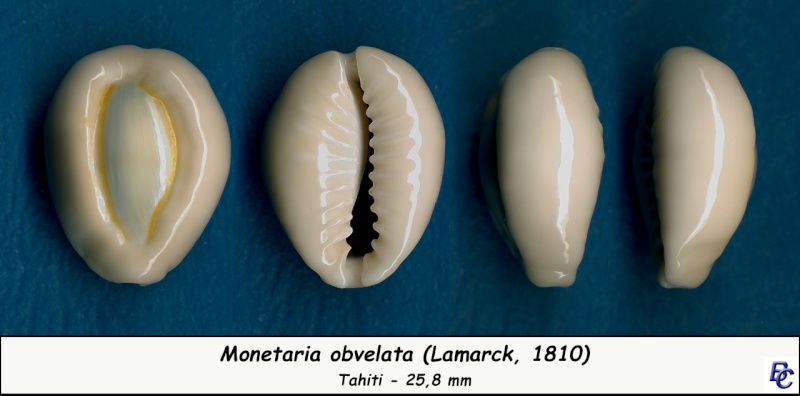 Monetaria obvelata (Lamarck, 1810) Obvela10