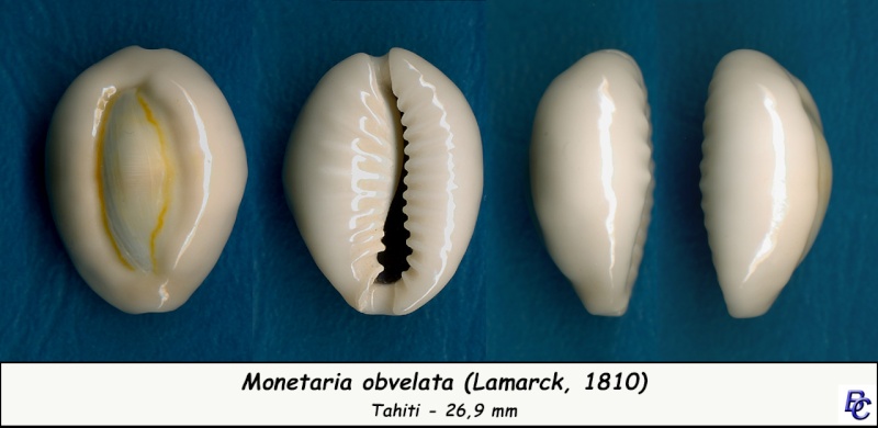 Monetaria obvelata - (Lamarck, 1810) Obvela11