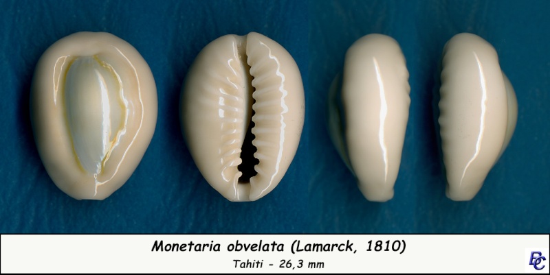 Monetaria obvelata - (Lamarck, 1810) Obvela12