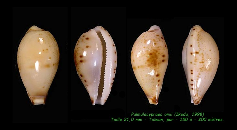 Palmulacypraea omii (Ikeda, 1998) Omii_210