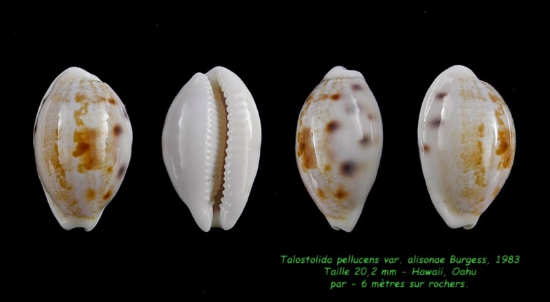 Talostolida alisonae  Burgess, 1983 voir Talostolida pellucens pellucens - (Melvill, 1888) Pelluc10
