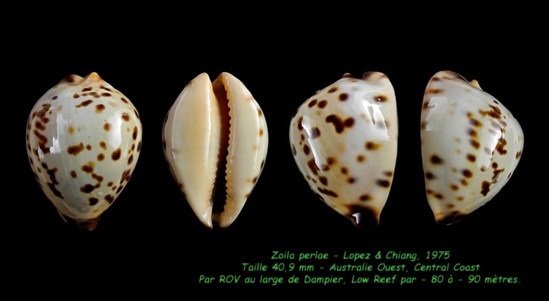 Zoila perlae Lopez & Chiang, 1975 Perlae10