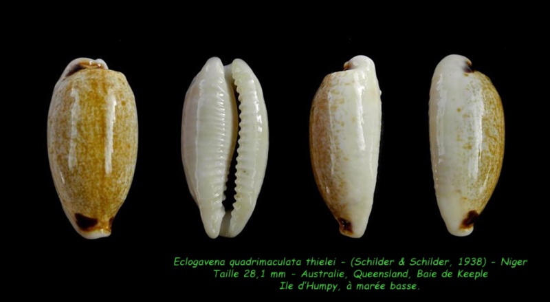 Eclogavena quadrimaculata thielei (F. A. Schilder & M. Schilder, 1938) Quadri12