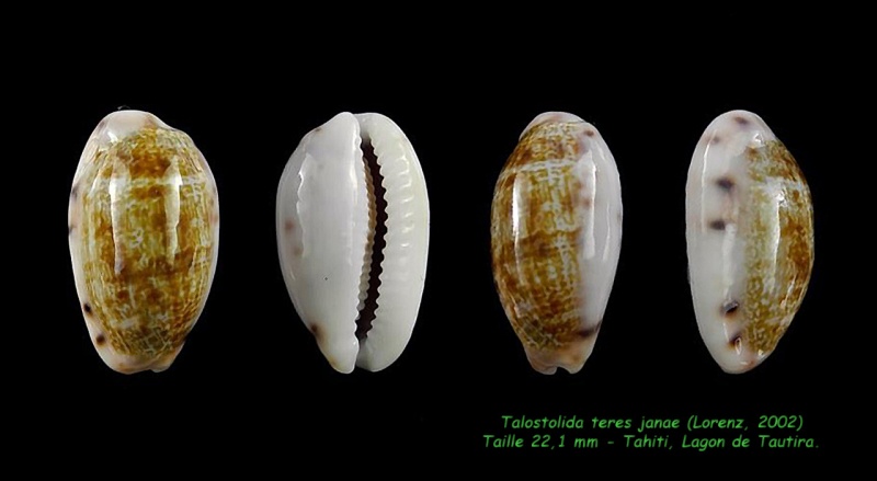 Talostolida teres janae (Lorenz, 2002) Teres_10