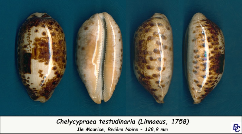 Chelycypraea testudinaria - (Linnaeus, 1758) Testud11