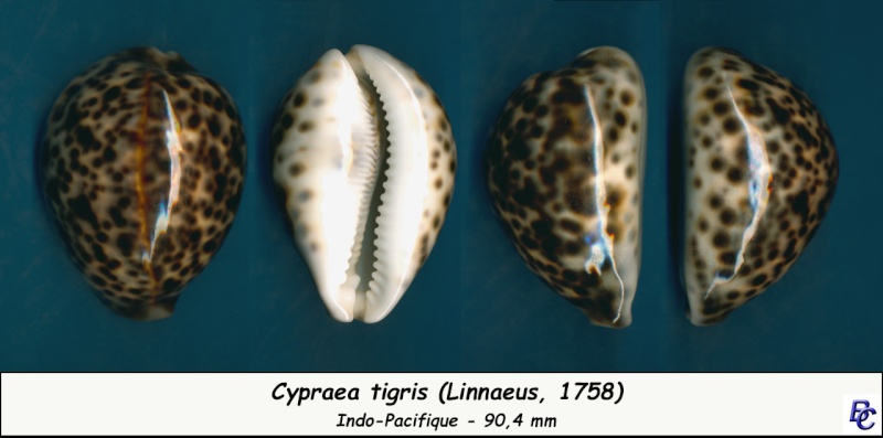 Cypraea tigris tigris - Linnaeus, 1758 - Page 11 Tigris11