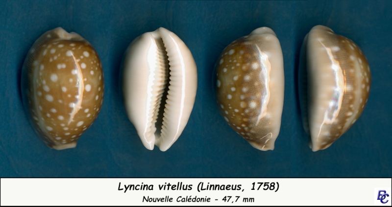 Lyncina vitellus (Linnaeus, 1758)   Vitell13