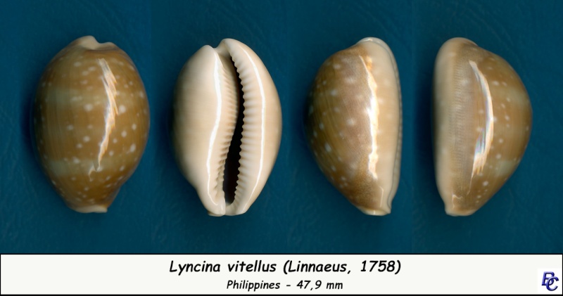 Lyncina vitellus (Linnaeus, 1758)   Vitell14
