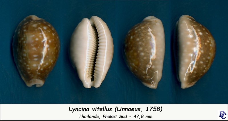 Lyncina vitellus (Linnaeus, 1758)   Vitell15