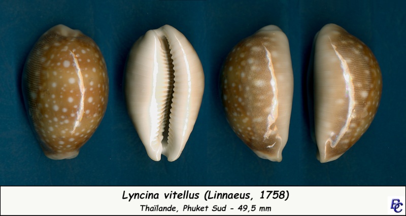 Lyncina vitellus (Linnaeus, 1758)   Vitell16