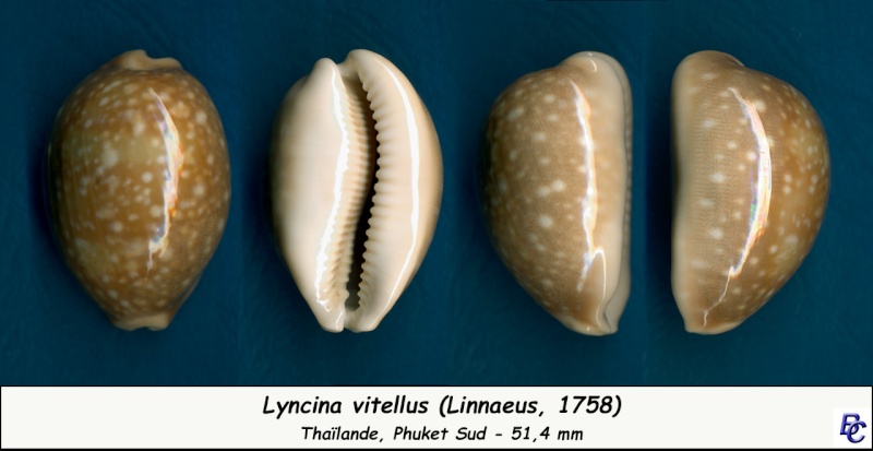 Lyncina vitellus (Linnaeus, 1758)   Vitell17