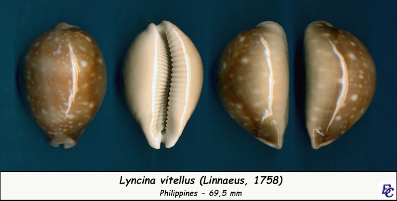 Lyncina vitellus (Linnaeus, 1758)   Vitell18