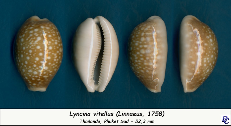 Lyncina vitellus (Linnaeus, 1758)   Vitell19