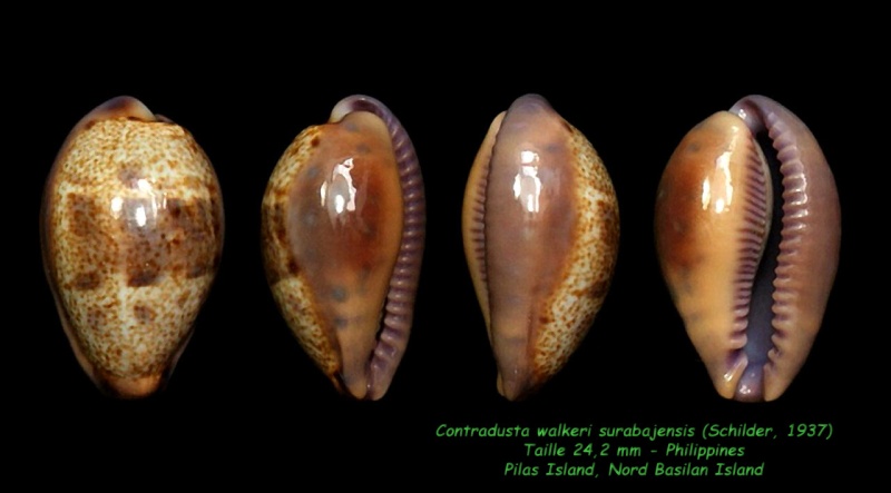 Contradusta walkeri surabajensis (Schilder, 1937) ou f. viola Walker12