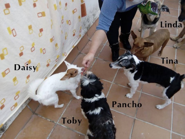 AU Pancho 12985311