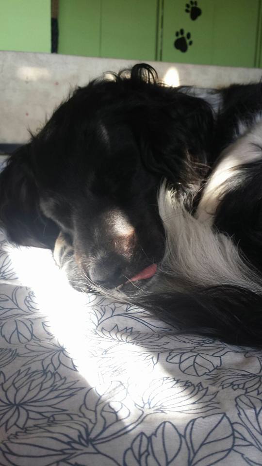 Canis - Paquito 13254110