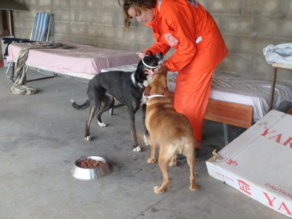 Scalibor banden voor de honden van Khatucai dankzij de collecteweek  P5120640