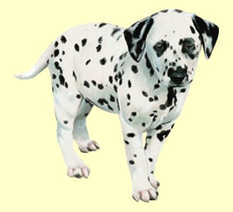 Les différentes races de chiens à vendre  Dalmat10