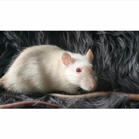 Les souris et rats à vendre Rat_bl10