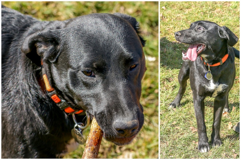 LAÏKA, croisée DALMATIEN x LABRADOR, 9 mois et demi - Page 2 310