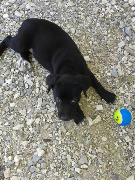 LAÏKA, croisée DALMATIEN x LABRADOR, 9 mois et demi - Page 2 Fotb7810