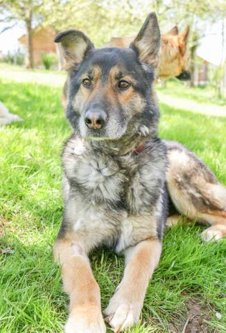 Triskell Croisée Border Collie X Berger Allemand 5 Ans