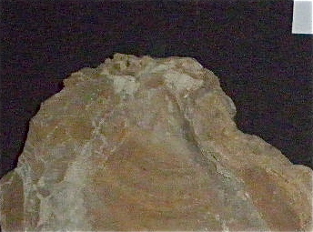 Huîtres et microfossiles charentais  P3221913