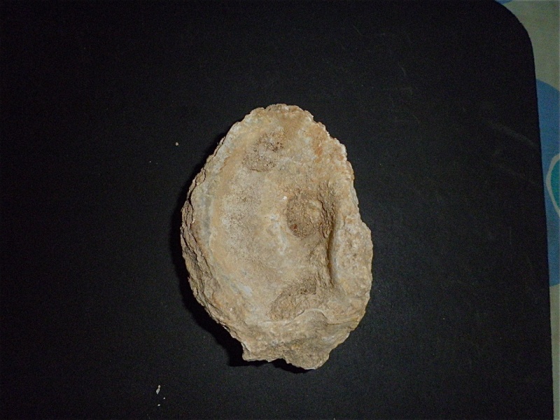 Huîtres et microfossiles charentais  P3302014