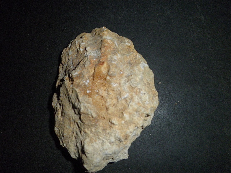 Huîtres et microfossiles charentais  P3302015