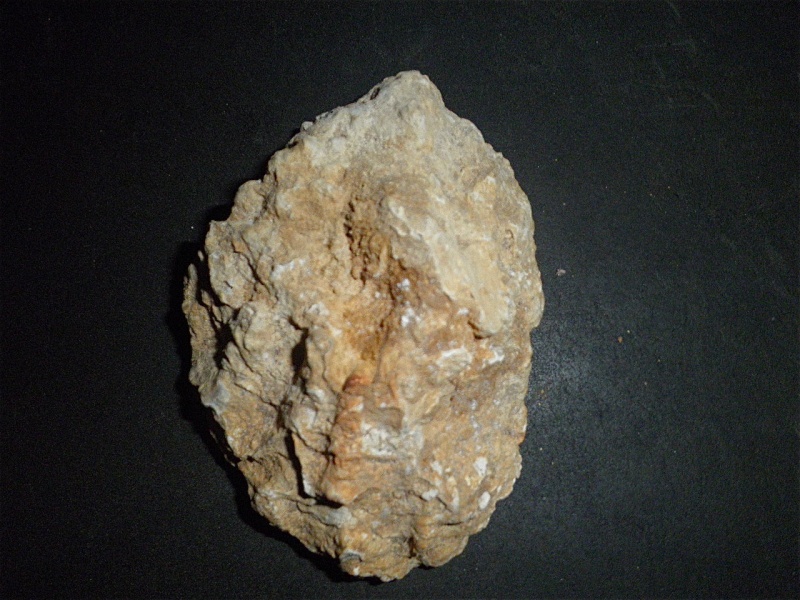 Huîtres et microfossiles charentais  P3302016