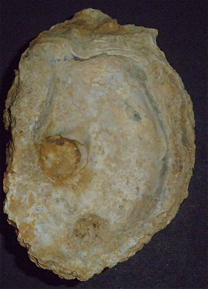 Huîtres et microfossiles charentais  P4022011