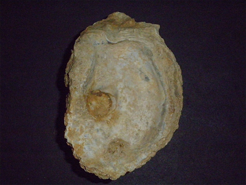 Huîtres et microfossiles charentais  P4022012