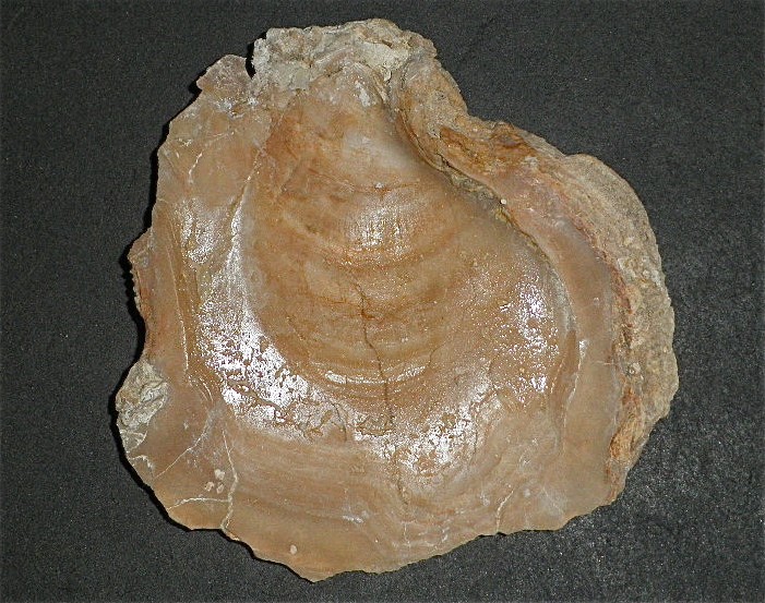 Huîtres et microfossiles charentais  P4022015