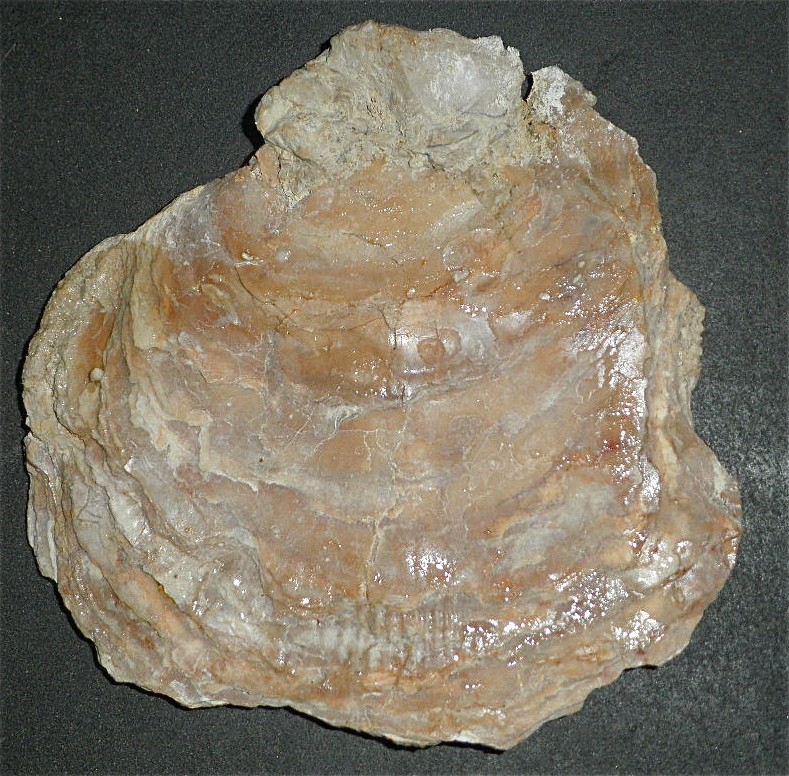 Huîtres et microfossiles charentais  P4022016