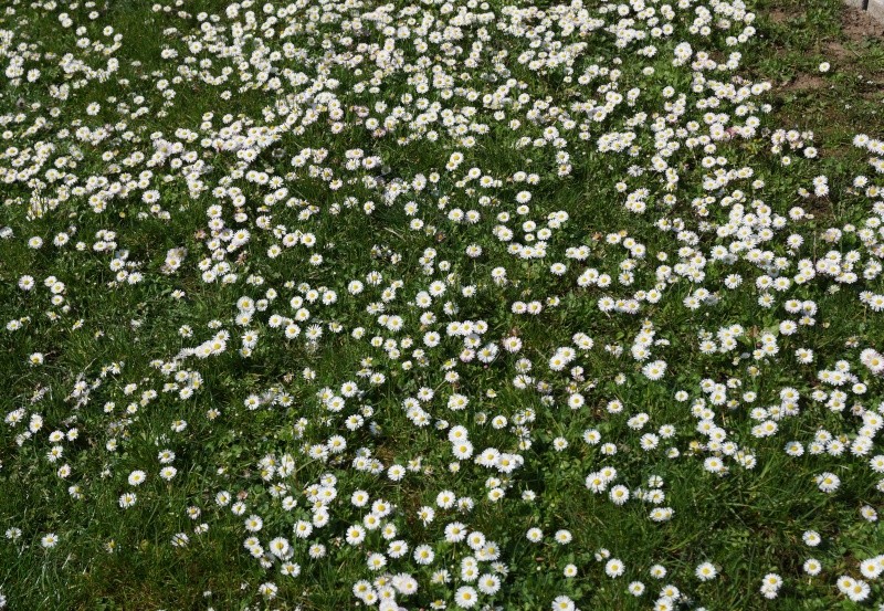 Erste Frühlingsboten im Garten und in Wald und Flur - Seite 39 Dsc01813