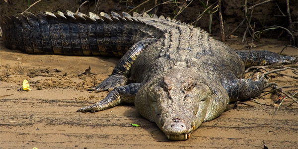 insolite Crocod12