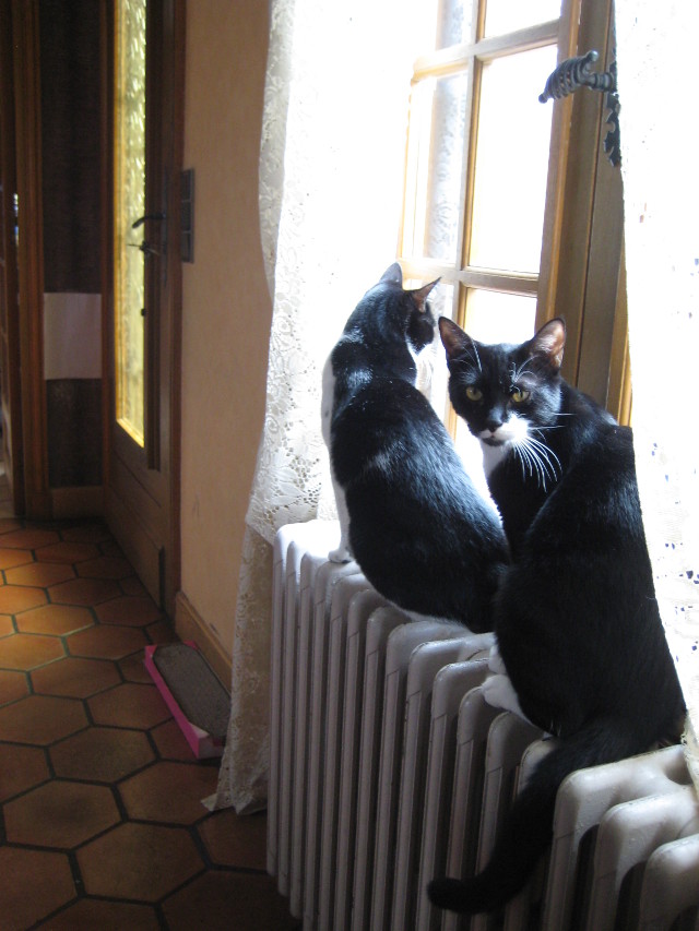 KIMY (1 an) et SUSHI (6 mois) Kimy_s10