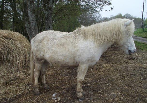 APACHE - ONC poney typé Shetland né en 1997- adopté en juillet 2015 par Claire 1115