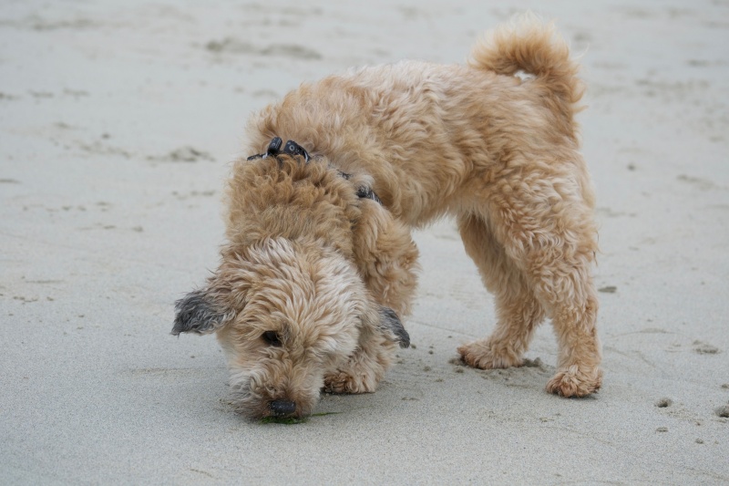 DAISY X CANICHE/YORK FEMELLE 8 ANS BDS EN FA 22 Dsc_0358