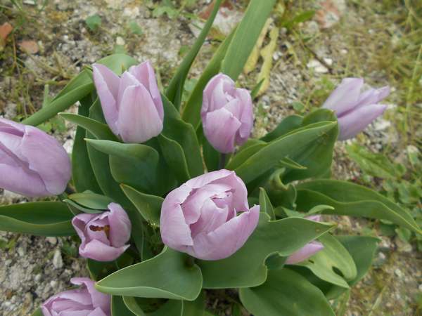 Les Tulipes .....saison 2016 - Page 2 Tulip112