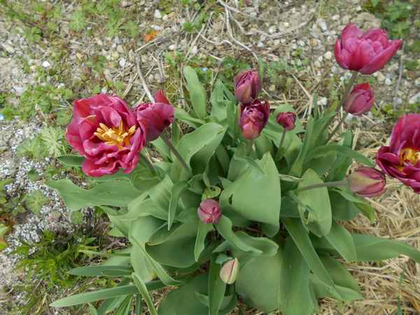 Les Tulipes .....saison 2016 - Page 2 Tulip114