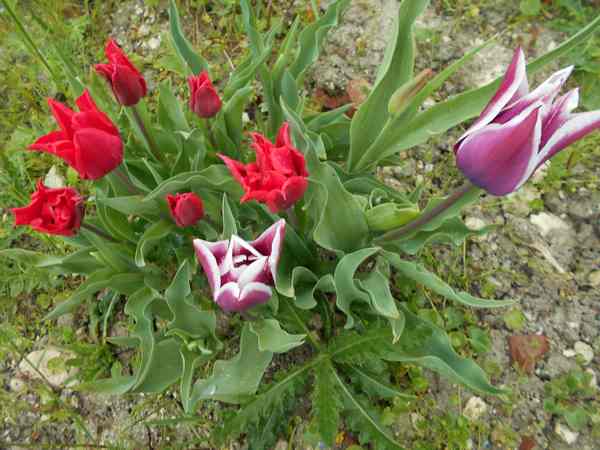 Les Tulipes .....saison 2016 - Page 4 Tulip119