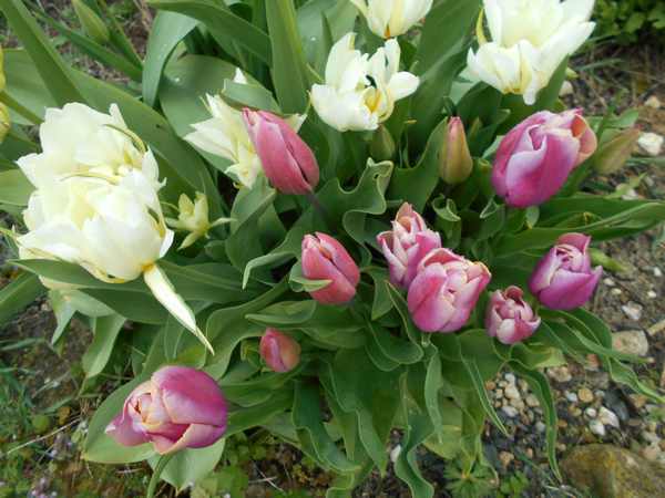 Les Tulipes .....saison 2016 Tulip210